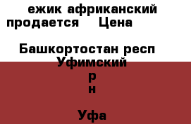 ежик африканский продается  › Цена ­ 4 000 - Башкортостан респ., Уфимский р-н, Уфа г. Животные и растения » Аксесcуары и товары для животных   